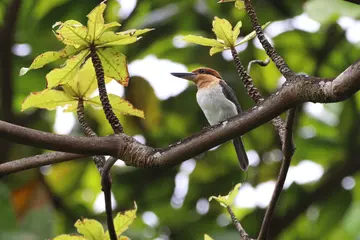 Extinct in the wild sihek in the wild for the first time in 40 years after release on Palmyra Atoll