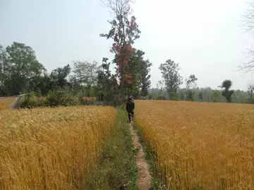 Farmers fields in Hattithala thriving under ITHCP