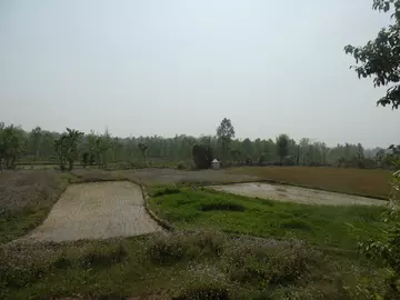 Non-palatable crop species planted under ITHCP, with Shuklaphanta National Park in the background