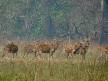Deer species such as Barasingha frequently raid farmers crops in Hattithala village