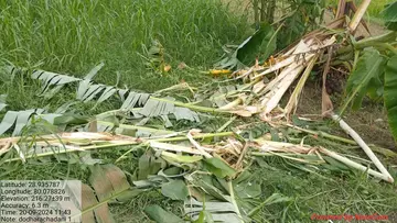 Crops damaged by wildlife