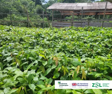 Cocoa nursery in Cameroon