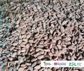 Dried cocoa