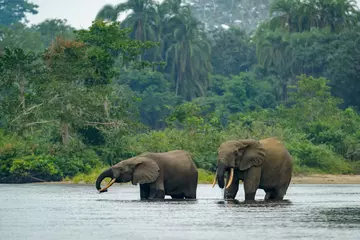 Forest elephants