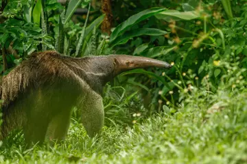 Anteater in the Amazon rainforest, a habitat threatened by deforestation