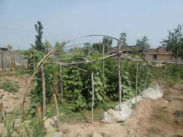 Agricultural produce in Hattithala village Nepal