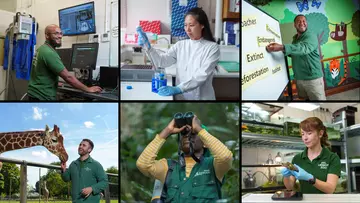 Six staff members at ZSL - vet, field conservationist, reptile keeper, giraffe keeper, scientist and educator