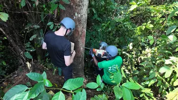 ZSL team collecting timber samples in Cameroon to build a scientific reference library for timber origin testing