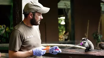 A man wearing a cap with gloves on next to an emperor tamarin