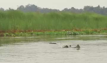A gharial swimming in a river.