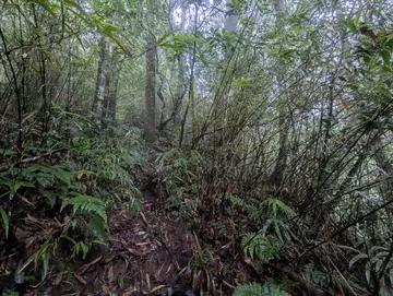 Dense forest trail to the summit oof Nam Kang Ho Tao