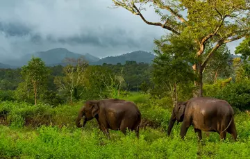 Asian elephants in Thailand