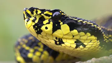 Jerdon’s pit viper from Mount Fansipa