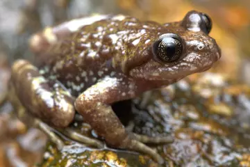 Sterling’s toothed toad