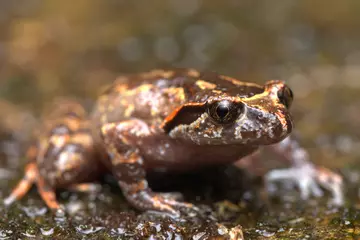 Botsford’s leaf-litter frog near the summit of Mount Nam Kang Ho Tao