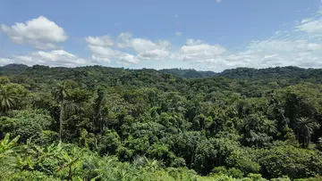 A forest with green trees and blue sky with clouds