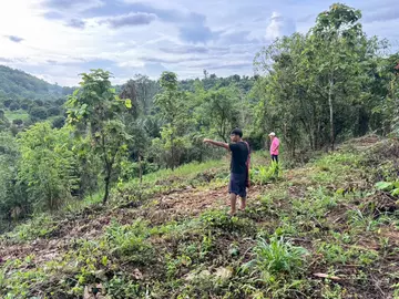 Coffee agroforestry planning in Thailand