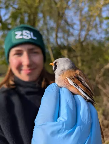 Bird ringing for the Darwin Tree of Life