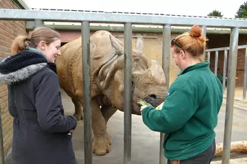 Student and zookeeper feeding lettuce to a rhino