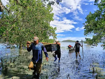 Mangrove restoration in the Philippines