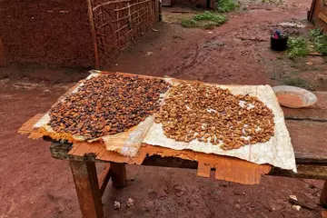 Fostering deforestation-free cocoa brand in Cameroon