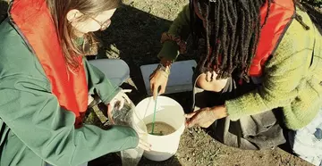 Volunteers putting eel in bucket