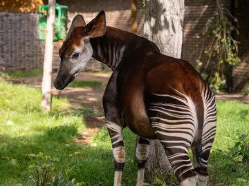 Okapi at London Zoo