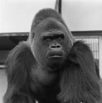 Guy The Gorilla