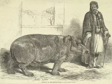 Drawing of London Zoo hippo keeper Hamet 