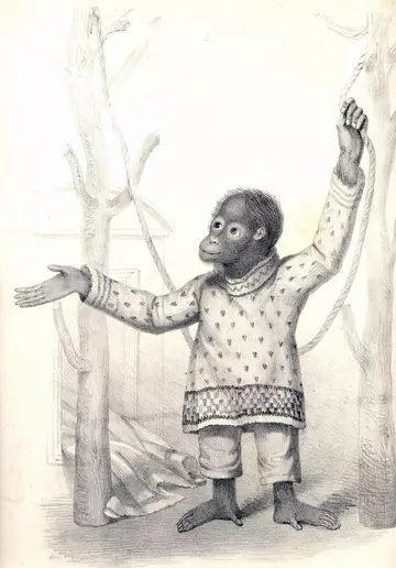 Drawn image of Jenny the first orangutan at London Zoo 1837