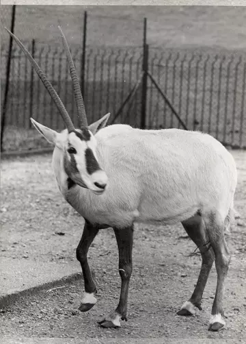 Black and white image of an Arabian oryx