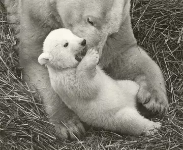 A polar bear cub with his mum