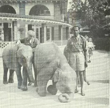 Simon Pereira, experienced mahout for London Zoo