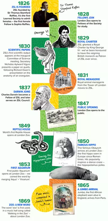 ZSL timeline 1