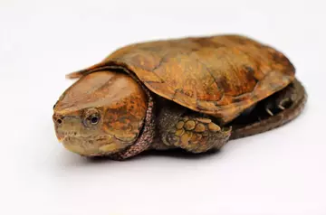 Big-headed-turtle