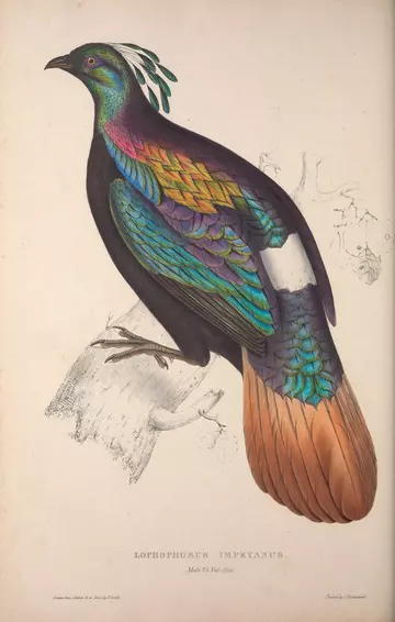 Himalayan monal (Lophophorus impejanus) by Elizabeth Gould, published in 1831 in A Century of Birds from the Himalaya Mountains