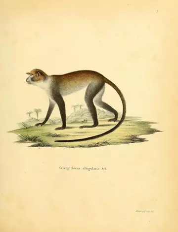 Sykes’ monkey Cercopithecus mitis albogularis