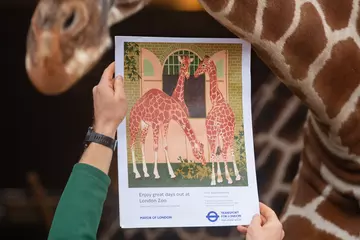 A poster of three giraffes outside London Zoo's Giraffe House is held up next to a giraffe
