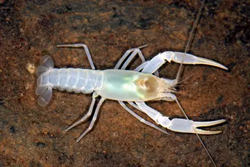 Cambarus tartarus