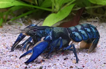 Cherax communis