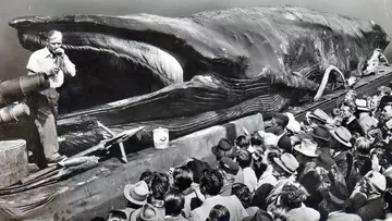 Jonah the whale
