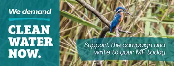 Clean Water Now Banner with Kingfisher. ASking to write to you MP about the state of the UK's rivers.