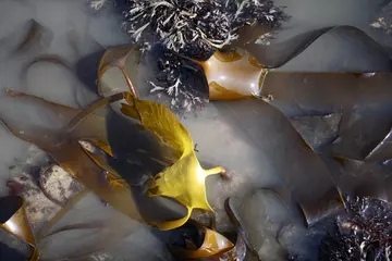 Kelp on the seabed