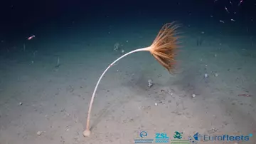 Seabed