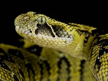 An Ethiopian mountain adder with a black background