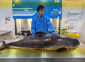 Ethan Wrigglesworth porpoise PM