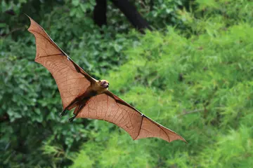 A bat flying with wings spread widely with greenery in the background