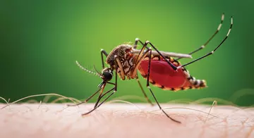 A mosquito sitting on a human's arm with greenery in the background