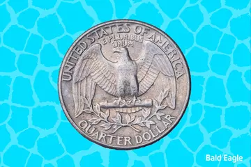 USA Quarter Bald Eagle