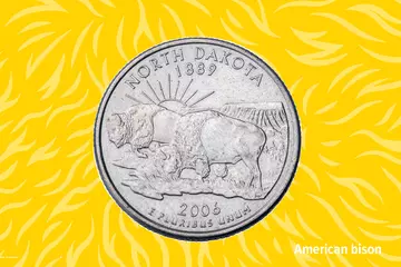 USA Bison on a quarter